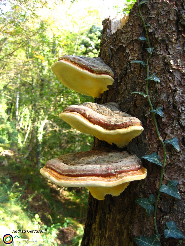02 composizione naturale.jpg